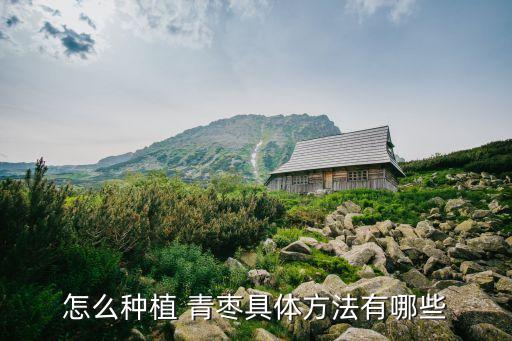 怎么種植 青棗具體方法有哪些
