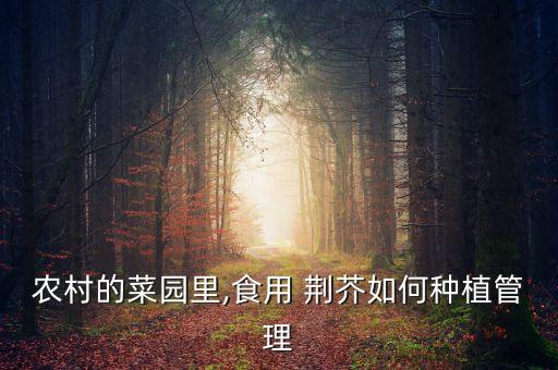 農村的菜園里,食用 荊芥如何種植管理