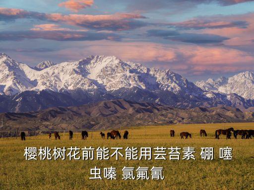  櫻桃樹花前能不能用蕓苔素 硼 噻蟲嗪 氯氟氰