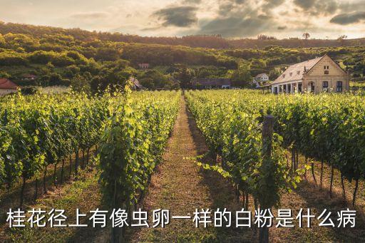桂花徑上有像蟲卵一樣的白粉是什么病