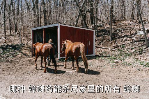 什么農(nóng)藥殺死蟑螂效果好,農(nóng)藥敵敵畏能殺死蟑螂嗎