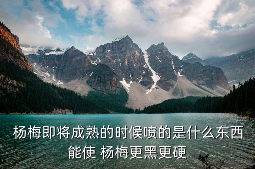  楊梅即將成熟的時候噴的是什么東西能使 楊梅更黑更硬