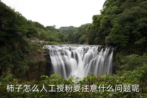 柿子怎么人工授粉要注意什么問題呢