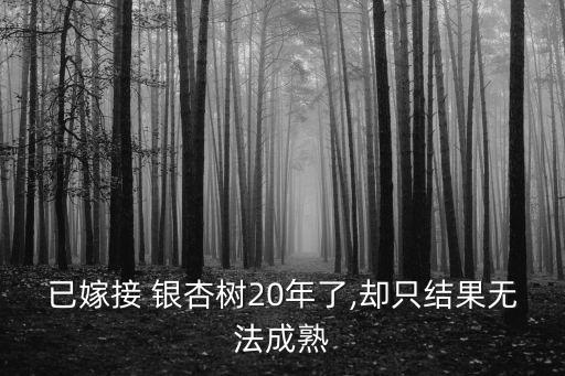 已嫁接 銀杏樹20年了,卻只結果無法成熟