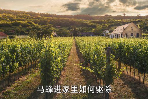 馬蜂用什么農藥殺死它呢,有什么藥可以把馬蜂全部殺死