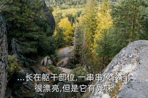 ...長在軀干部位,一串串象鈴鐺,很漂亮,但是它有異味