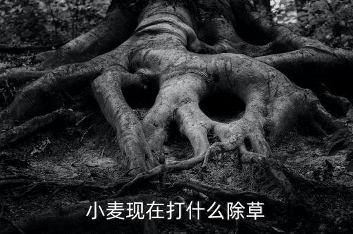 小麥現(xiàn)在打什么除草
