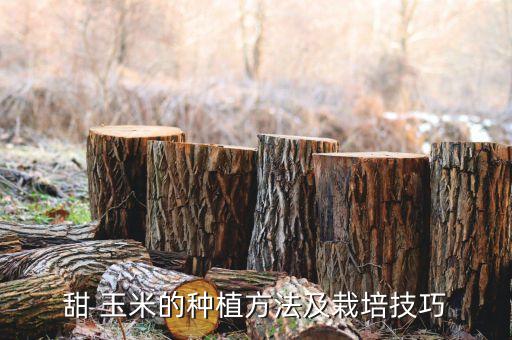 甜 玉米的種植方法及栽培技巧