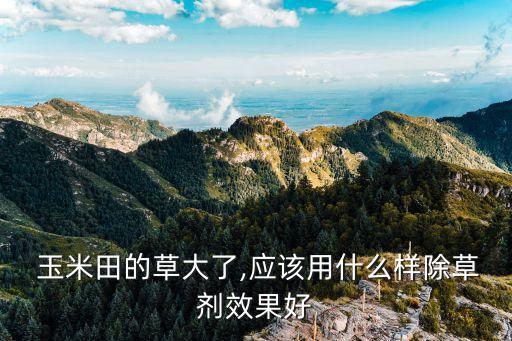 玉米打農藥用什么好用些,什么農藥能殺死玉米苗