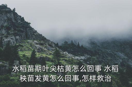 水稻秧苗噴什么農(nóng)藥