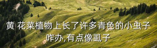 花菜蚜蟲用什么農藥,什么農藥治蚜蟲效果好