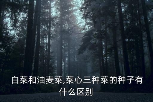  白菜和油麥菜,菜心三種菜的種子有什么區別