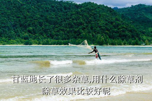  甘藍地長了很多雜草,用什么除草劑除草效果比較好呢