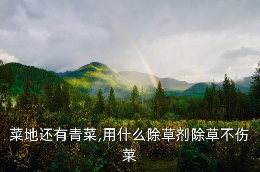 菜地還有青菜,用什么除草劑除草不傷菜