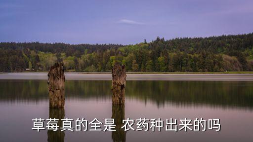草莓真的全是 農藥種出來的嗎