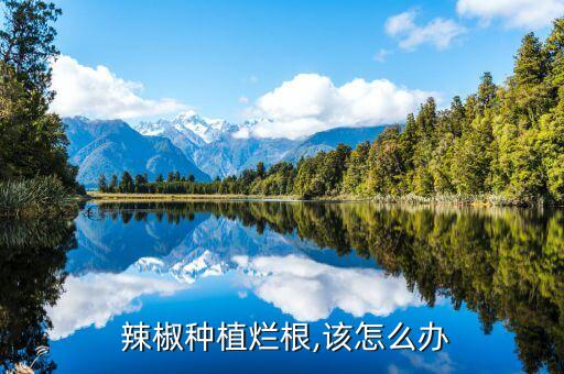  辣椒種植爛根,該怎么辦