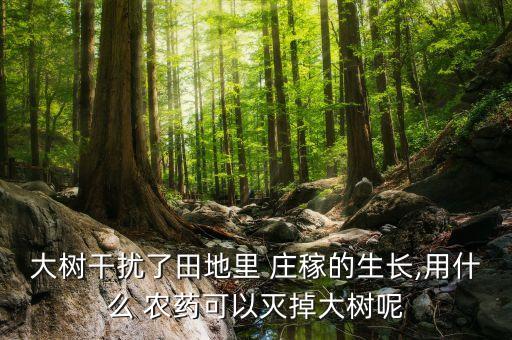大樹(shù)干擾了田地里 莊稼的生長(zhǎng),用什么 農(nóng)藥可以滅掉大樹(shù)呢