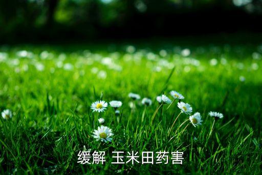 緩解 玉米田藥害