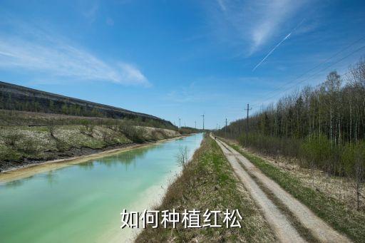 紅松樹怕什么農藥,廣玉蘭樹怕什么農藥