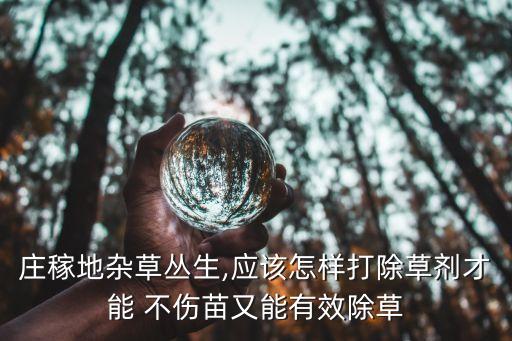 莊稼地雜草叢生,應(yīng)該怎樣打除草劑才能 不傷苗又能有效除草