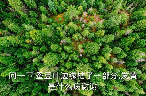 問一下 蠶豆葉邊緣枯了一部分,發黃是什么病謝謝