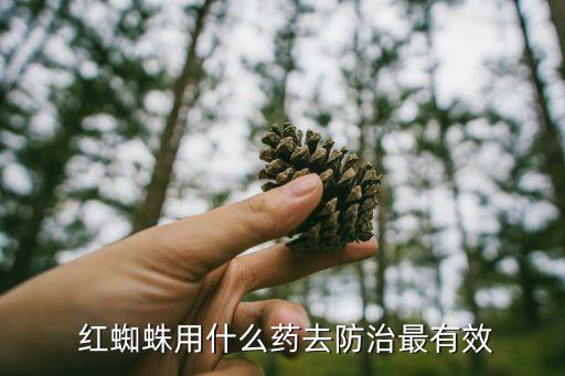  紅蜘蛛用什么藥去防治最有效