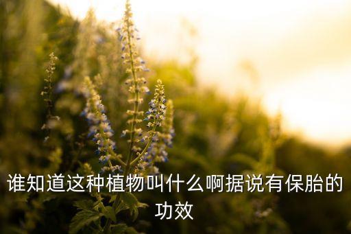 殺苧麻用什么農藥好用