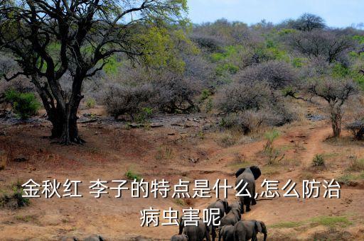 金秋紅 李子的特點是什么,怎么防治病蟲害呢