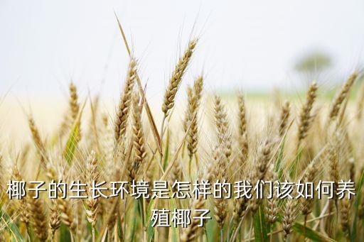 椰子的生長環(huán)境是怎樣的我們該如何養(yǎng)殖椰子