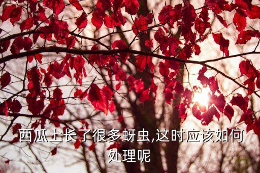  西瓜上長了很多蚜蟲,這時應該如何處理呢
