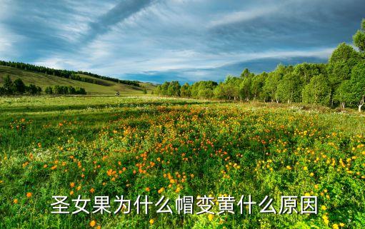  圣女果為什么帽變黃什么原因