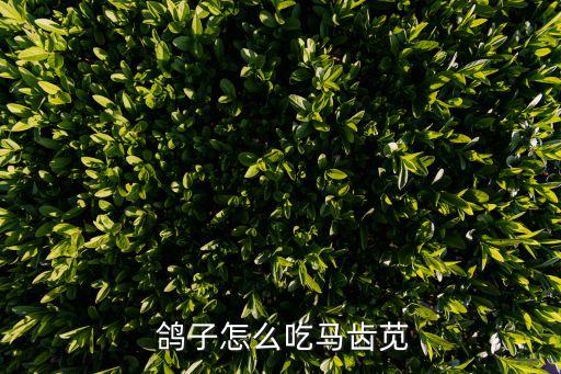 鴿子喜歡吃什么農藥,鴿子寶寶喜歡吃什么