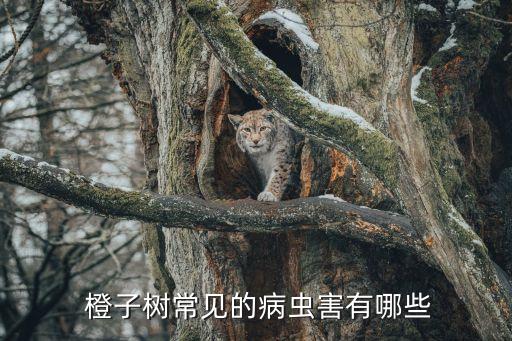 橙子樹生蟲用什么農藥,橙子生蟲有什么辦法治