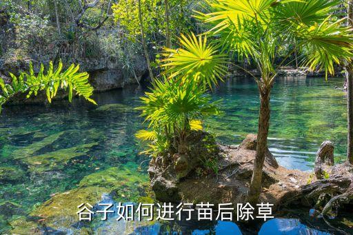 什么農藥可以壓苗,蘿卜苗打什么農藥好