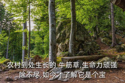 農(nóng)村到處生長的 牛筋草,生命力頑強(qiáng)除不盡,如今才了解它是個寶