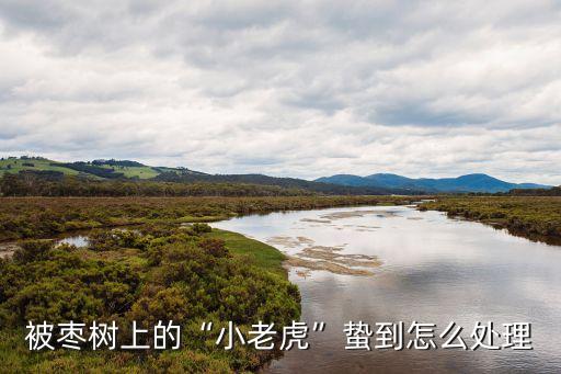 被棗樹上的“小老虎”蟄到怎么處理