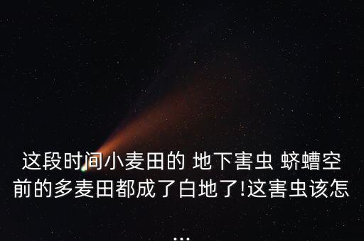 地下蠐螬用什么農藥,專治地下害蟲蠐螬的農藥