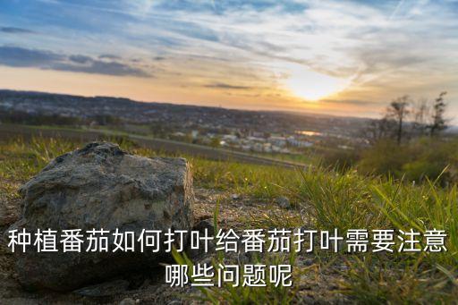 荷蘭西紅柿打什么農(nóng)藥最多,西紅柿苗期用什么農(nóng)藥