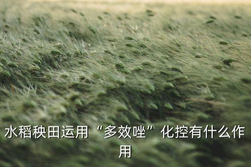 水稻秧田運(yùn)用“多效唑”化控有什么作用