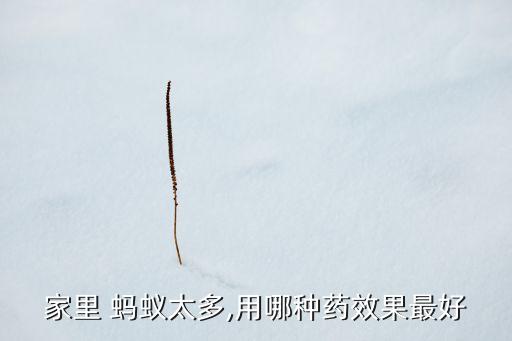 家里 螞蟻太多,用哪種藥效果最好