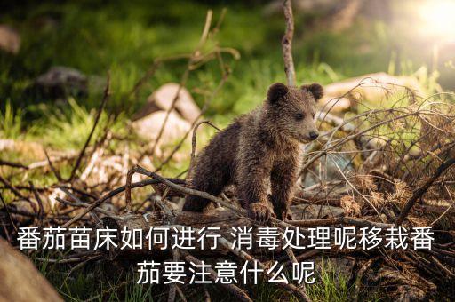 ,西紅柿死苗用什么農藥消毒