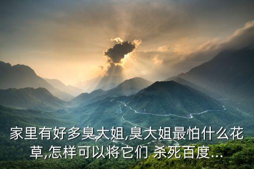 家里有好多臭大姐,臭大姐最怕什么花草,怎樣可以將它們 殺死百度...