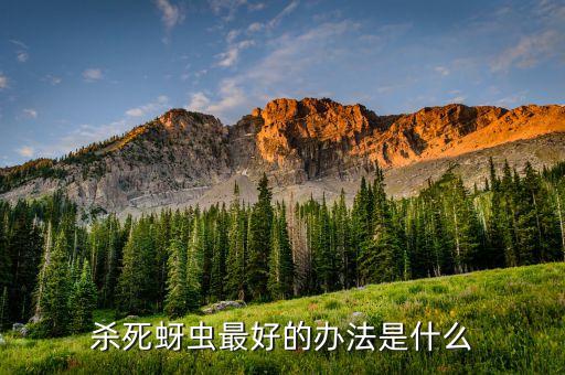 殺死蚜蟲最好的辦法是什么