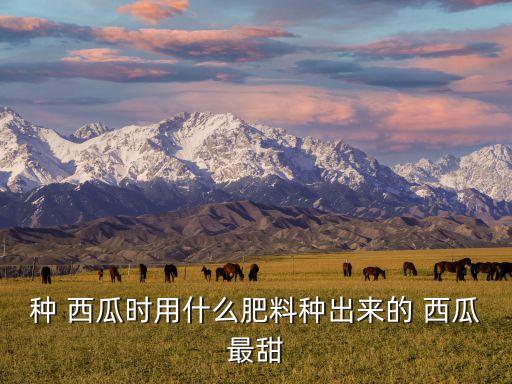 打什么農(nóng)藥西瓜又大又甜,西瓜蟲用什么農(nóng)藥比較好