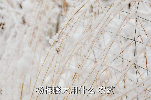 楊梅膨大用什么 農藥