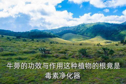  牛蒡的功效與作用這種植物的根竟是毒素凈化器