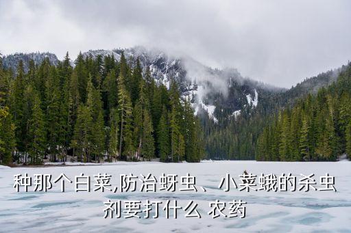 種那個白菜,防治蚜蟲、小菜蛾的殺蟲劑要打什么 農(nóng)藥