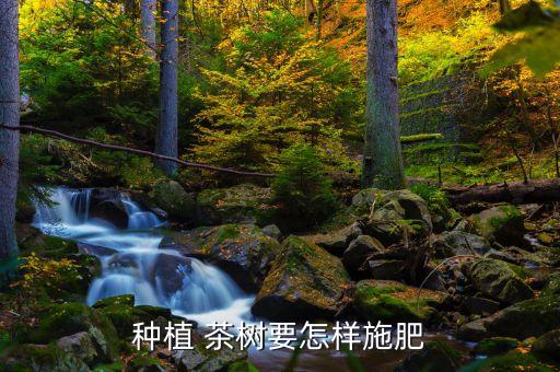 茶樹打什么農藥花果朂多,什么是茶樹的花果相遇