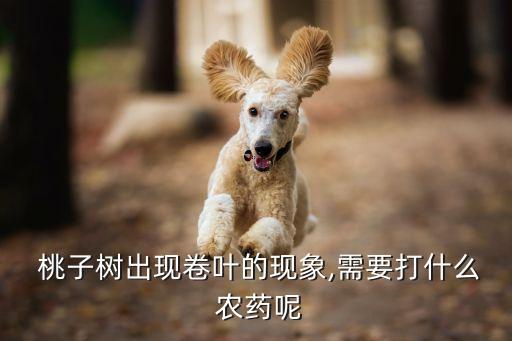  桃子樹出現卷葉的現象,需要打什么 農藥呢