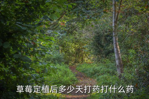 草莓什么時(shí)候噴農(nóng)藥好使,草莓打農(nóng)藥什么時(shí)候打最好